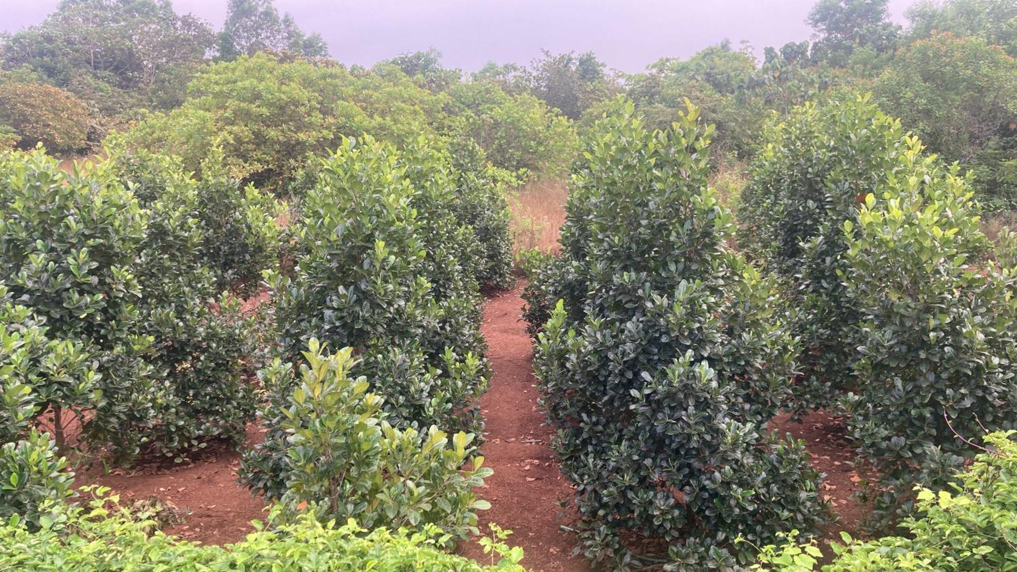 Mo'S Agro Villa Pāppinisseri Buitenkant foto